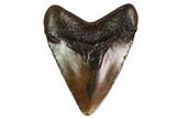 Juvenile Megalodon Tooth - Georgia #158819-1